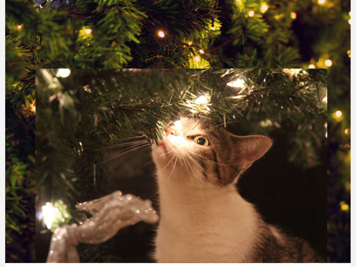 Celebrate the Holidays with Your Pets . . . Safely