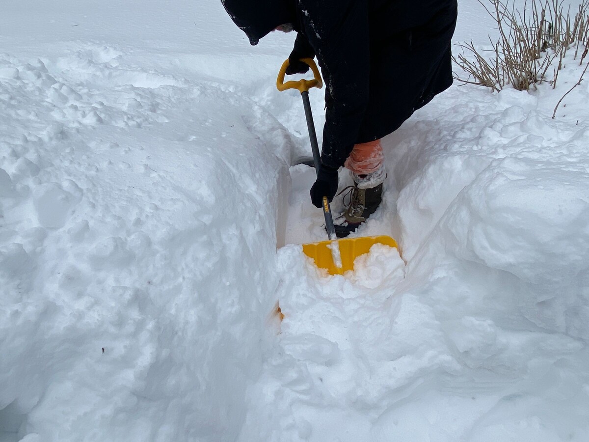 January 2026 Snowstorm: How Much Snow Fell in the Westwood Area?