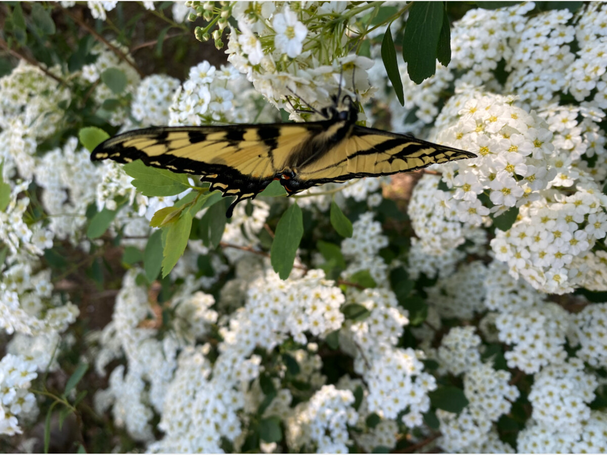 Growing Wild Campaign Encourages Local Residents to Plant Native Species