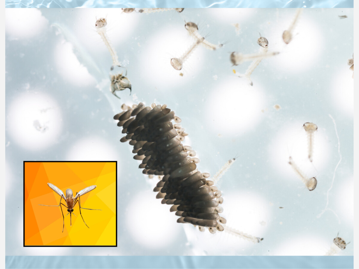 Massachusetts Reports Season’s First Human WNV Case, First EEE-Positive Sample
