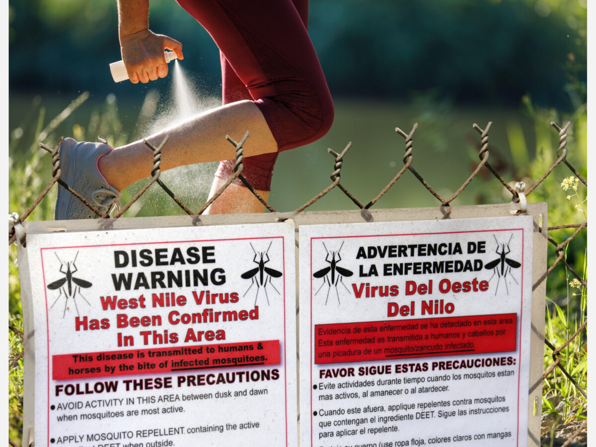 West Nile Virus-Positive Mosquitoes Found in Westwood, Dover, Dedham