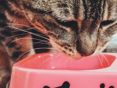 Keep Pets F.E.D. Cat and Dog Food Drive Through May 12