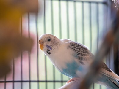 January is National  Adopt a Bird  Month