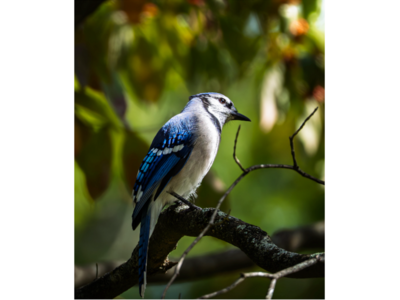 Norwood, Dedham, Canton Residents Among Winners Announced in 2025 Blue Hills Photo Contest