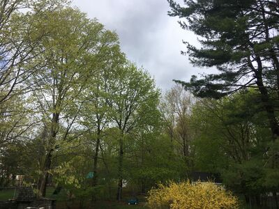 Friday's Precipitation and Morning Weather