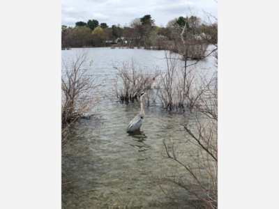 Identify this Wildlife