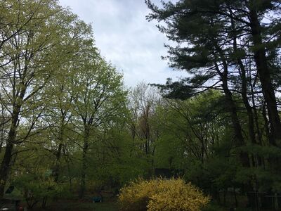 Today's Precipitation and Morning Weather