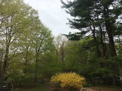 Thursday's Precipitation and Morning Weather