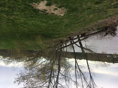 Downed Tree at Buckmaster Pond