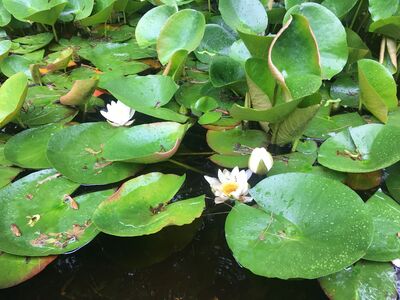 Precipitation on Sunday, May 30th