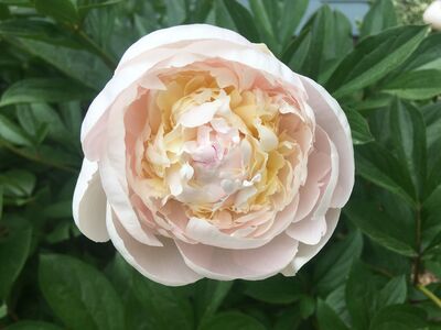 What's Growing in and around Westwood Right Now?