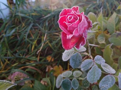 What's Growing in and around Westwood Right Now?