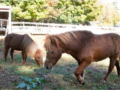 Pair of Mini Stallions Seeking Adoptive Home