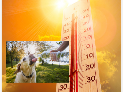 Tips to Help Pets Stay Safe and Comfortable in Summer Heat