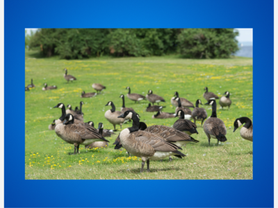 Safety Tips During Suspected Bird Flu Outbreak