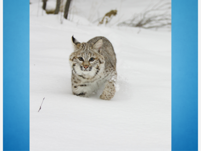 Possible Bobcat Sighting in Dedham, and Animal Control Officer Gives Advice to Residents