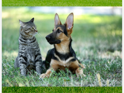 6 Frequently Answered Questions about Heartworm, a Potentially Fatal Illness in Pets