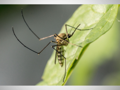 West Nile Virus Found in 2 Mosquito Samples from Canton