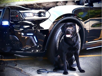 Meet Your Westwood Neighbor: K9 Scout and His Handler, Officer Collier