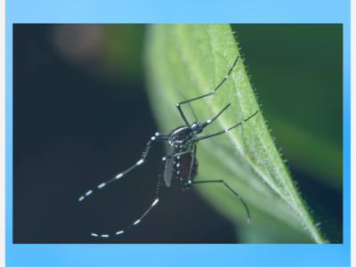 Positive Samples of West Nile Virus in Mosquitos in Norwood and Walpole