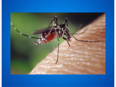 Season’s Second Human Case of West Nile Virus in Massachusetts is in Essex County