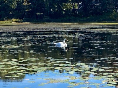 Westwood In A Minute: Wildlife Sightings on a Fall Day