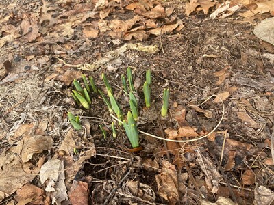 Westwood In A Minute: Sign of Spring