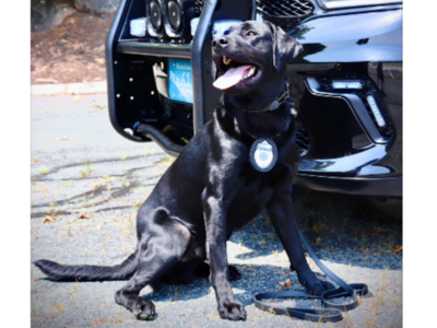 Westwood K9 Team Helps Locate Missing Child in Canton, Discarded Airsoft Gun in Plymouth