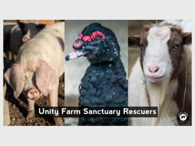 DudleyFest at Unity Farm Sanctuary 
