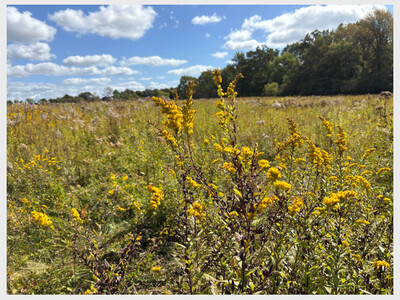 Take a Walk with Westwood Land Trust
