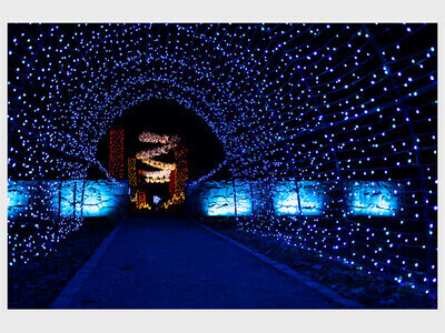 Winterlights at The Bradley Estate 2025