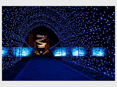 Winterlights at The Bradley Estate 2025